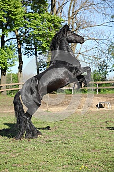 Gorgeous black stallion prancing