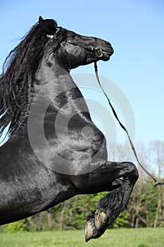 Gorgeous black stallion prancing
