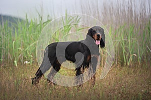 Gorgeous Black and tan setter gordon dog standing in the grass in summer