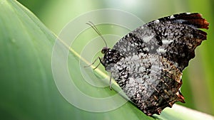 gorgeous black and white butterfly resting on a leaf, macro photography of this gracious and fragile Lepidoptera insect