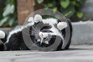 A gorgeous black and white cat is lying on its back outside