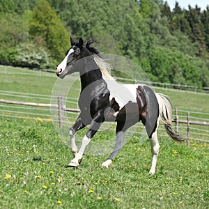 Gorgeous black and white stallion of paint horse running