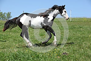 Gorgeous black and white stallion of paint horse running