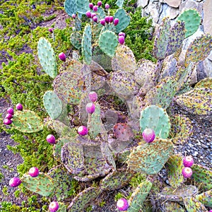 Unique cactus in its prime.