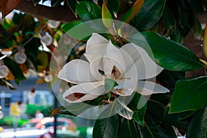 Gorgeous blooming giant white magnolia flower. Ficus blooming, white big flower