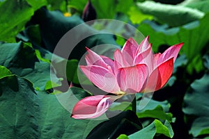 Gorgeous blooming lotus in the summer