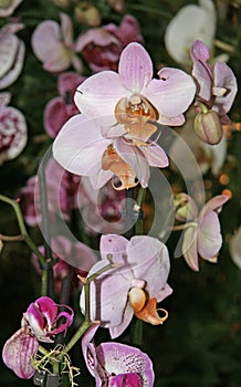 Gorgeous blooming Orchid flowers in pink and yellow. A large branch with pink flowers and buds.