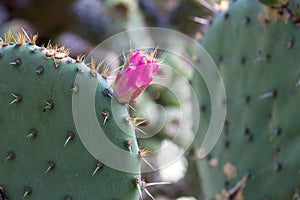 Gorgeous blooming prickly pear cactus, the state flower of Texas, close-up