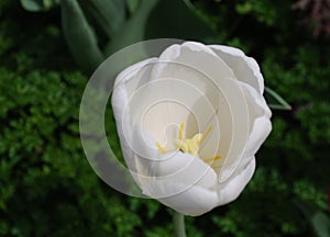 Gorgeous Blooming White Tulip Flower Blossom in Spring