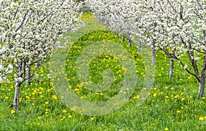 Gorgeous blooming young fruit trees in an orchard with yellow flowers on a green meadow