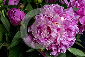 Gorgeous blossoming peonia flower photo