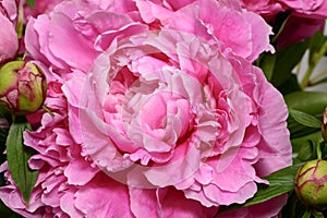 Gorgeous blossoming peonia flower photo