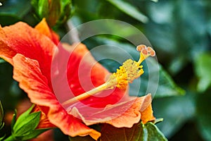 Gorgeous blossoming tropical red hibiscus flower with orant tipped petals and yellow pistil