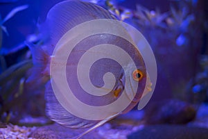 Gorgeous blue Discus swims in the aquarium