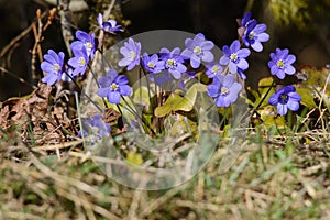 Gorgeous blue liverworts in spring