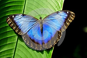 Gorgeous Blue Morpho Butterfly