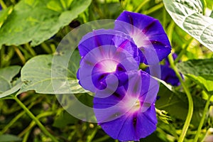 Gorgeous bluebell flowers are blooming