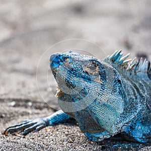 Square crop of a black iguana photo