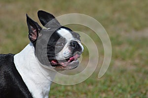 Gorgeous Boston Terrier Dog