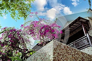 A gorgeous bougainvillea in front of Rock Water Bay Resort in Mui Ne beach, PhanThiet, Vietnam