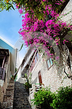 A gorgeous bougainvillea in front of Rock Water Bay Resort in Mui Ne beach, PhanThiet, Vietnam