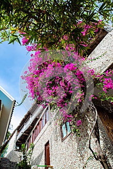 A gorgeous bougainvillea in front of Rock Water Bay Resort in Mui Ne beach, PhanThiet, Vietnam