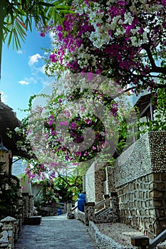 A gorgeous bougainvillea in front of Rock Water Bay Resort in Mui Ne beach, PhanThiet, Vietnam