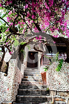 A gorgeous bougainvillea in front of Rock Water Bay Resort in Mui Ne beach, PhanThiet, Vietnam