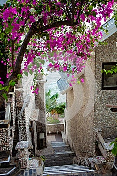 A gorgeous bougainvillea in front of Rock Water Bay Resort in Mui Ne beach, PhanThiet, Vietnam