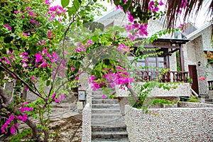 A gorgeous bougainvillea in front of Rock Water Bay Resort in Mui Ne beach, PhanThiet, Vietnam