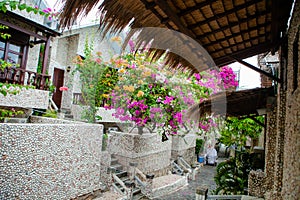 A gorgeous bougainvillea in front of Rock Water Bay Resort in Mui Ne beach, PhanThiet, Vietnam