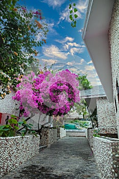 A gorgeous bougainvillea in front of Rock Water Bay Resort in Mui Ne beach, PhanThiet, Vietnam