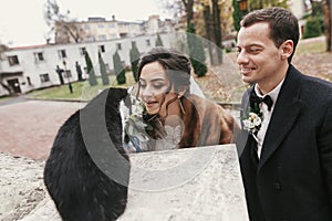 Gorgeous bride and stylish groom  playing with cute black and white cat in european city street in autumn. happy wedding couple