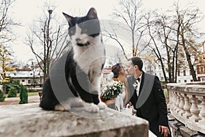 Gorgeous bride and stylish groom  walking near cute black and white cat in european city street in autumn. happy wedding couple