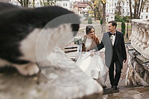 Gorgeous bride and stylish groom  walking near cute black and white cat in european city street in autumn. happy wedding couple