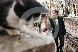 Gorgeous bride and stylish groom  walking near cute black and white cat in european city street in autumn. happy wedding couple