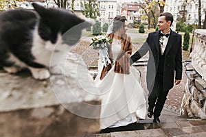 Gorgeous bride and stylish groom  walking near cute black and white cat in european city street in autumn. happy wedding couple