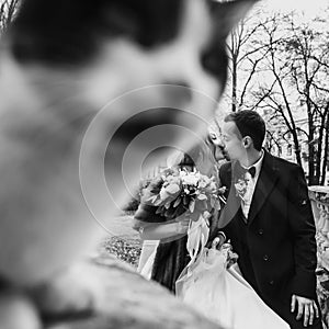 Gorgeous bride and stylish groom  walking near cute black and white cat in european city street in autumn. happy wedding couple