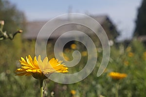A gorgeous bright yellow dandelion on a blurry background.
