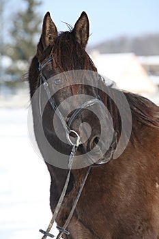Gorgeous brown horse with black bridle in winter