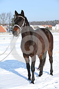 Gorgeous brown horse with white bridle in winter