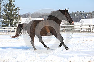 Gorgeous brown horse in winter