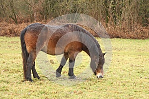 Gorgeous brown pony grazing in the muddy winter fields