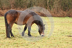 Gorgeous brown pony grazing in the muddy winter fields