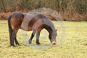 Gorgeous brown pony grazing in the muddy winter fields