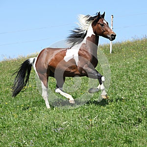 Gorgeous brown and white stallion of paint horse running