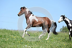 Gorgeous brown and white stallion of paint horse running