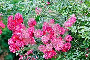 Gorgeous bush of a curly rose with pink-red beautiful flowers, blooming in the summer garden, close-up