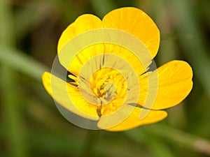 a gorgeous buttercup close up macro detail yellow and green grass and leaf background blur. Ranunculus.