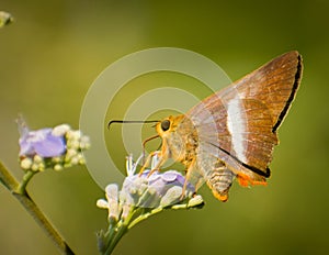 Gorgeous butterfly nactoring on flower photo